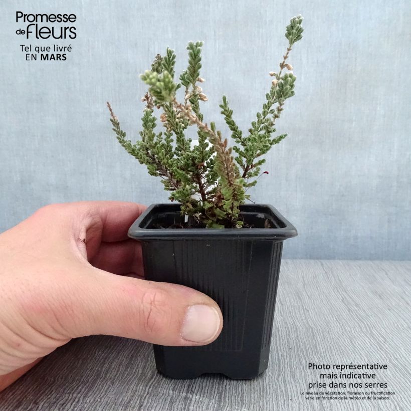 Exemplar von Besenheide Silver Knight - Calluna vulgaris Kleine Töpfe von 8/9 cmGelieferte Höhe ca. 10/15cm wie im Frühjahr geliefert