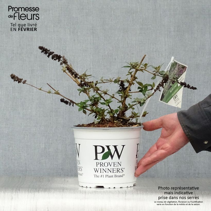 Exemplar von Buddleja Blue Chip - Sommerflieder Topf mit 4L/5L wie im Winter geliefert