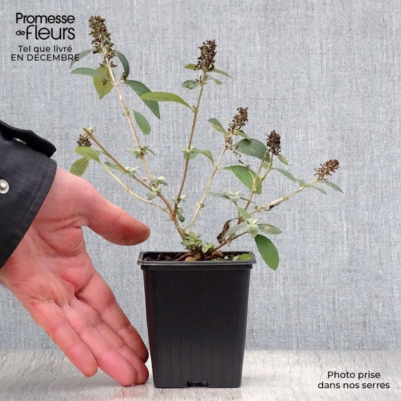 Exemplar von Buddleja Blue Chip - Sommerflieder Kleine Töpfe von 8/9 cm wie im Winter geliefert