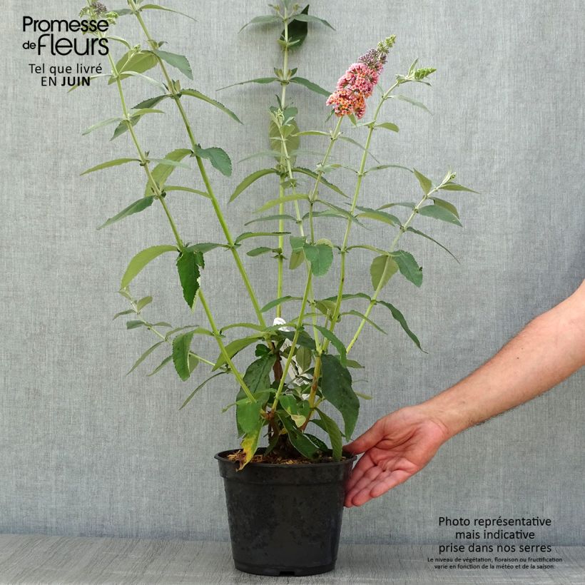 Exemplar von Buddleja Flower Power - Sommerflieder Topf mit 2L/3L wie im Sommer geliefert