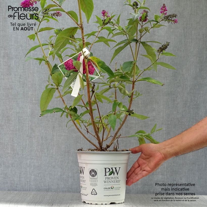 Exemplar von Buddleja Miss Ruby - Sommerflieder Topf mit 3L/4L wie im Sommer geliefert