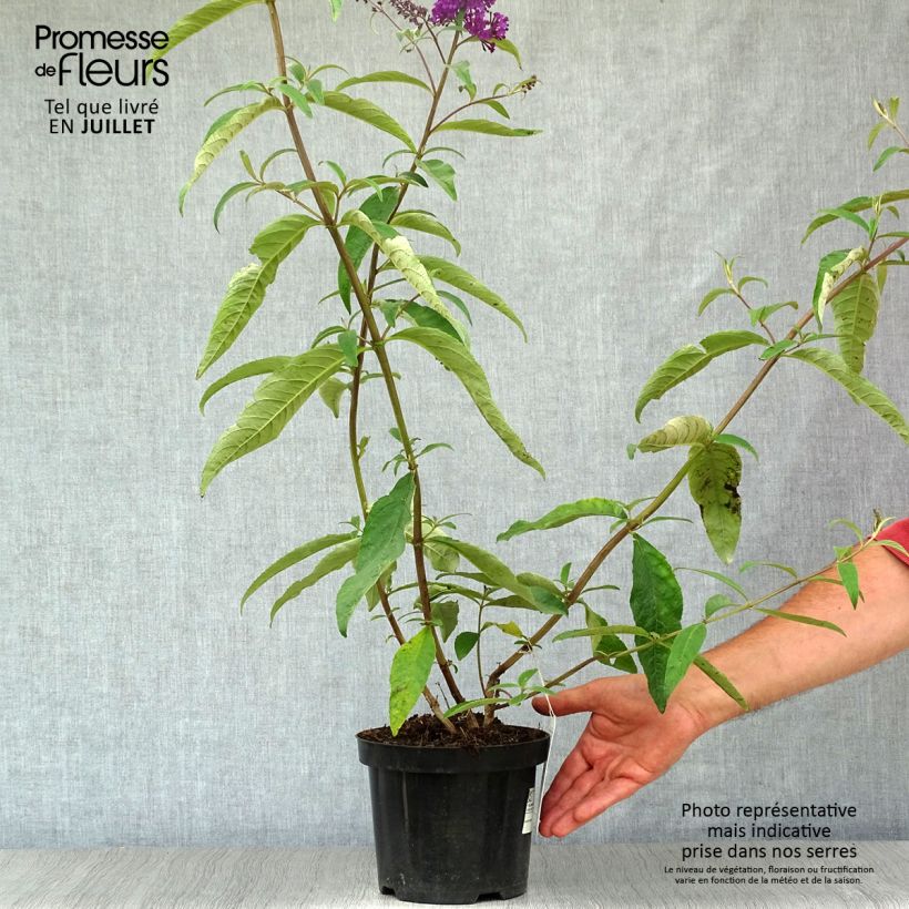 Exemplar von Buddleja davidii Royal Red - Sommerflieder Topf mit 2L/3L wie im Sommer geliefert