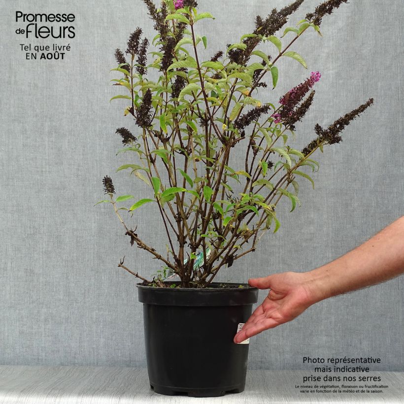 Exemplar von Buddleja davidii Royal Red - Sommerflieder Topf mit 7,5L/10L wie im Sommer geliefert