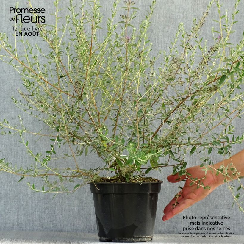 Exemplar von Buddleja alternifolia Unique - Wechselblättriger Sommerflieder Topf mit 3L/4L wie im Sommer geliefert