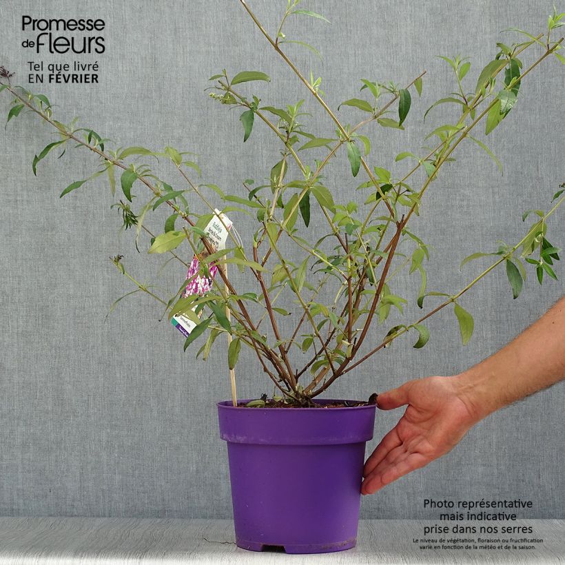 Exemplar von Buddleja davidii Berries and Cream - Sommerflieder Topf mit 3L/4L wie im Herbst geliefert