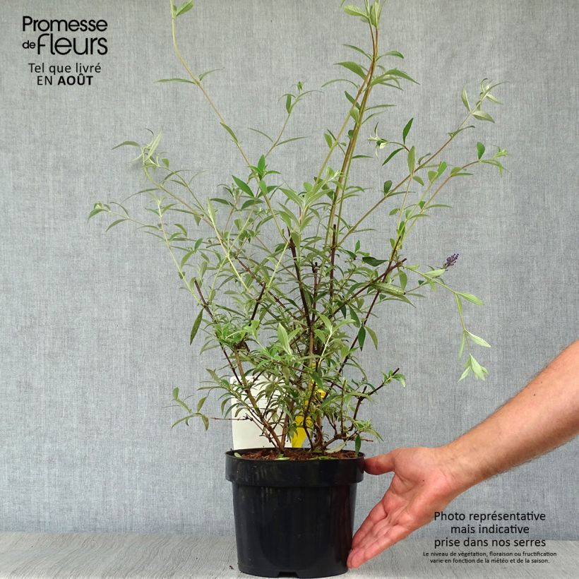 Exemplar von Buddleja davidii Nanho Blue - Sommerflieder Topf mit 3L/4L wie im Sommer geliefert