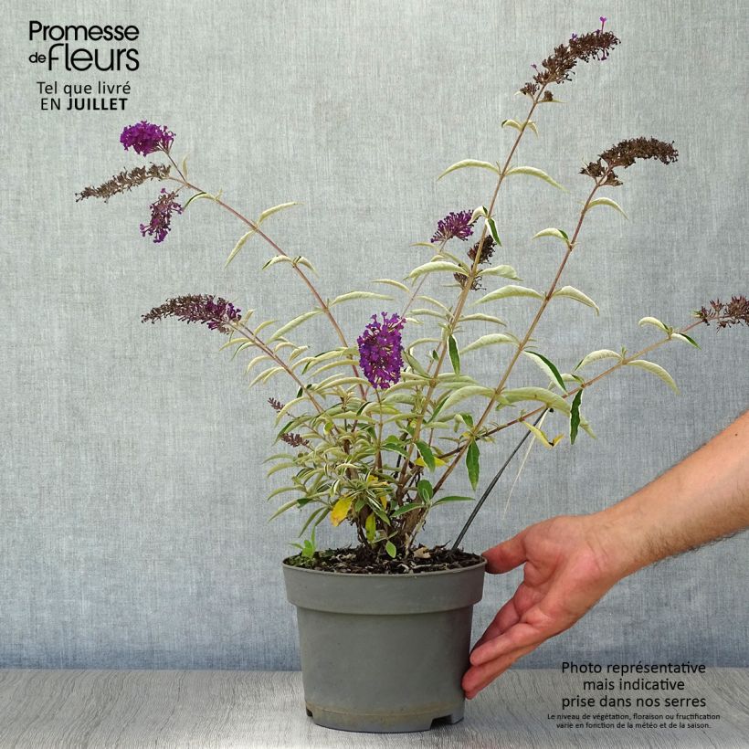 Exemplar von Buddleja davidii Nanho Purple - Sommerflieder Topf mit 2L/3L wie im Sommer geliefert