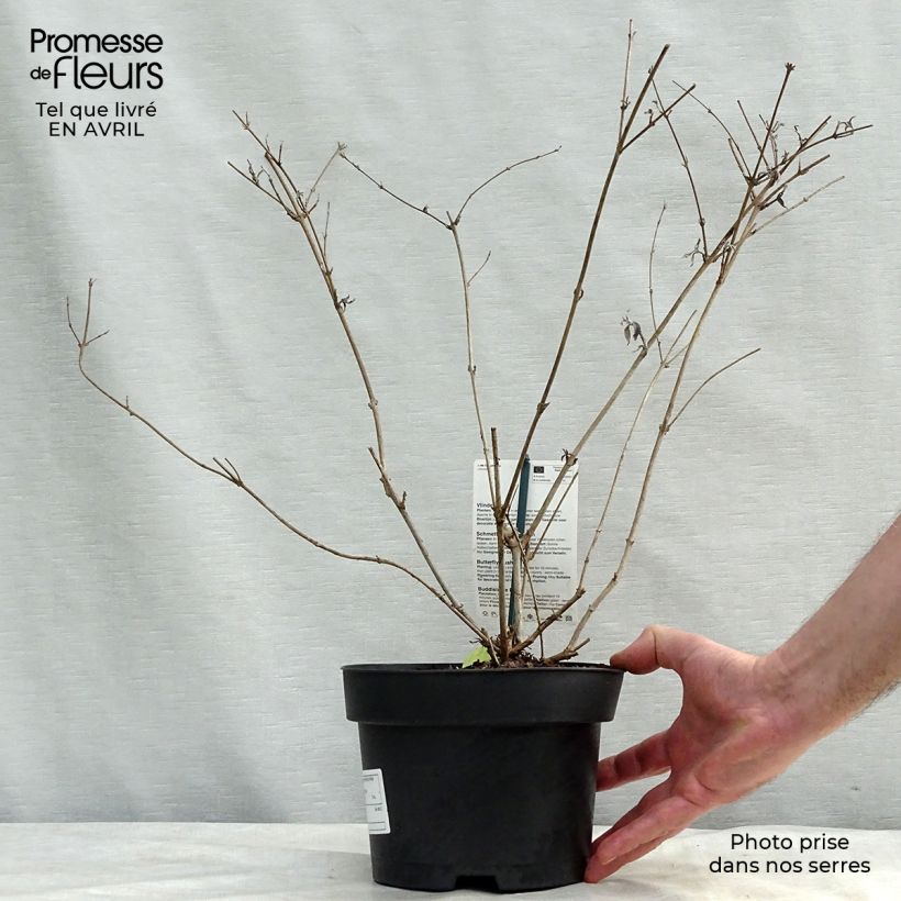 Exemplar von Buddleja davidii Nanho White - Sommerflieder Topf mit 2L/3LGelieferte Höhe ca. 20/30cm wie im Frühjahr geliefert