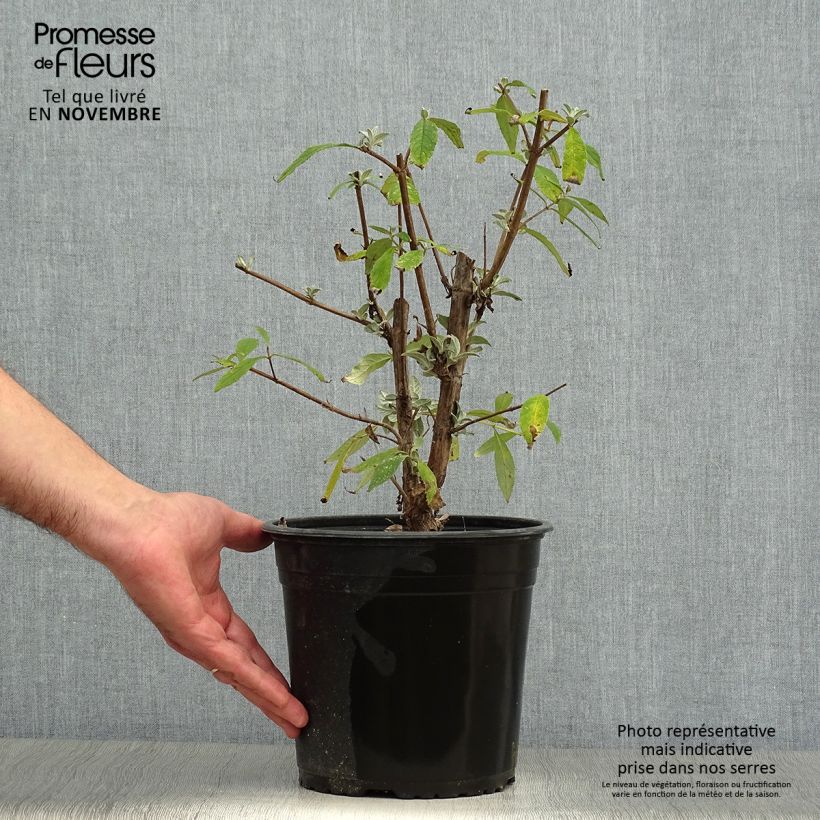 Exemplar von Buddleja davidii Rêve de Papillon Pink - Sommerflieder Topf mit 4L/5L wie im Herbst geliefert