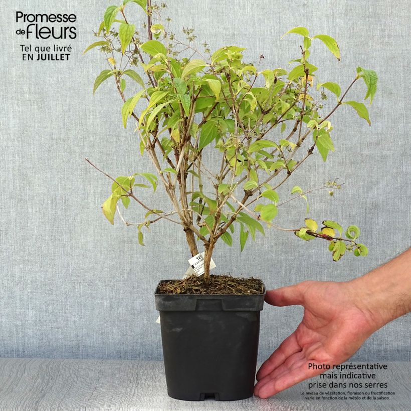 Exemplar von Buddleja davidii Rêve de Papillon Blanc - Sommerflieder Topf mit 2L/3L wie im Sommer geliefert