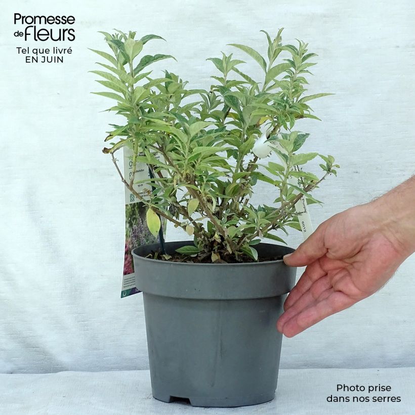 Exemplar von Buddleja davidii High Five Purple - Sommerflieder Topf mit 2L/3L wie im Sommer geliefert