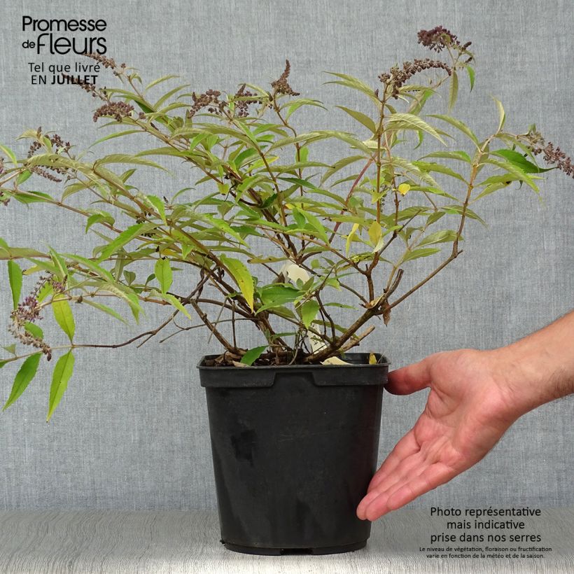 Exemplar von Buddleja davidii Wisteria Lane - Sommerflieder Topf mit 3L/4L wie im Sommer geliefert