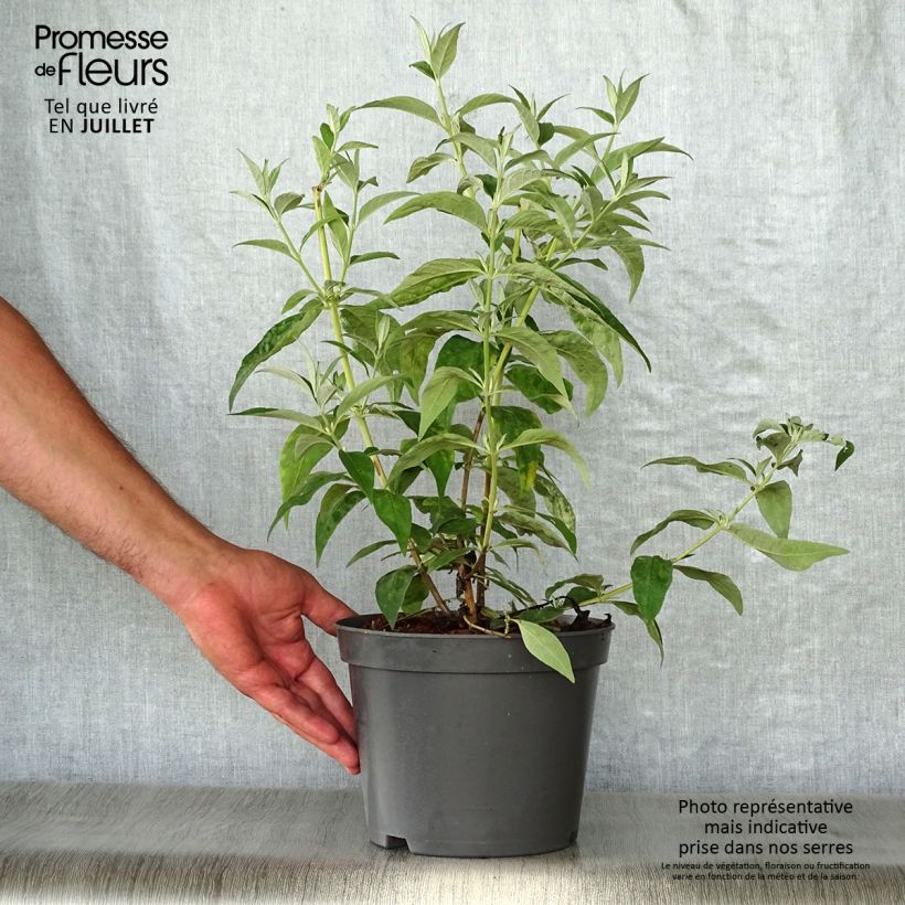 Exemplar von Buddleja davidii Argus White - Sommerflieder Topf mit 3L/4L wie im Sommer geliefert