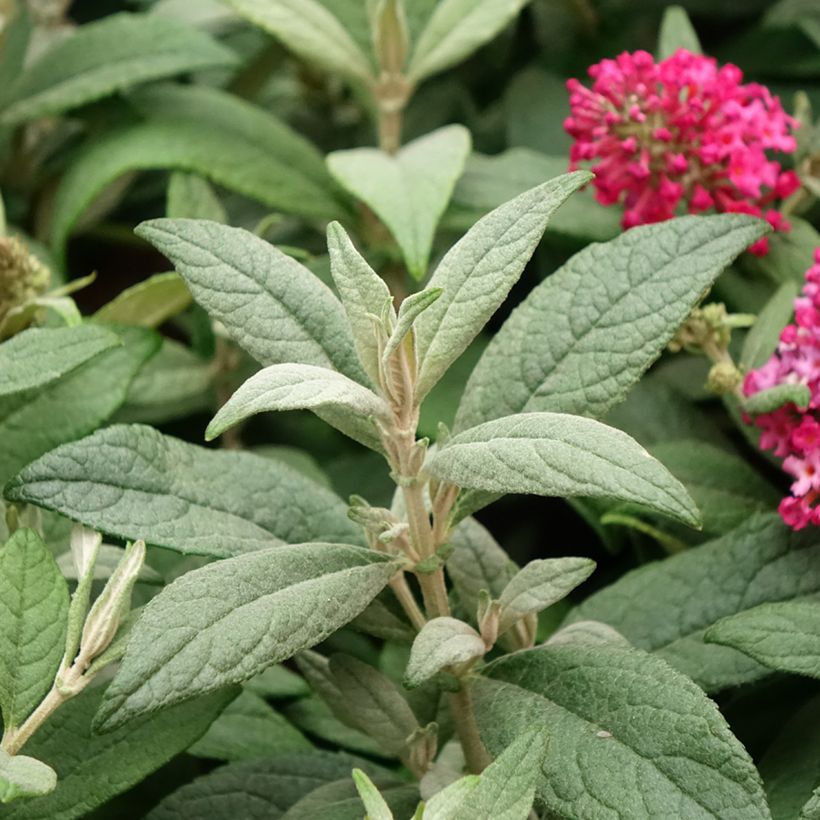Buddleja davidii Butterfly Candy Little Ruby - Sommerflieder (Laub)