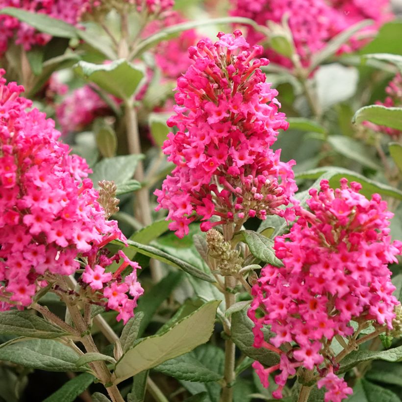 Buddleja davidii Butterfly Candy Little Ruby - Sommerflieder (Blüte)