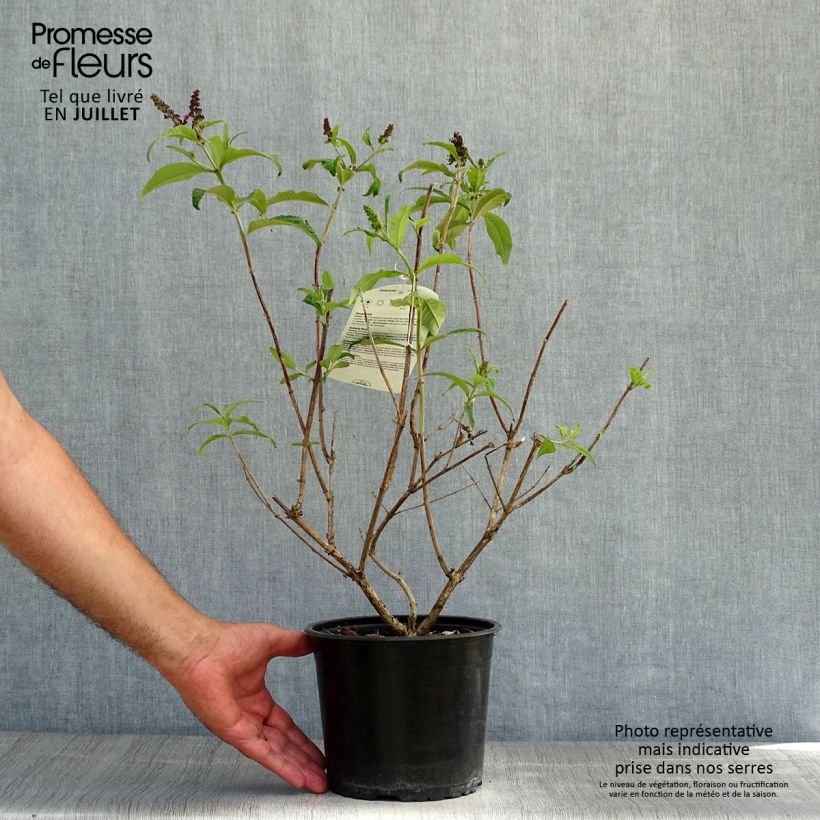 Exemplar von Buddleja davidii Sugar Plum - Sommerflieder Topf mit 3L/4L wie im Sommer geliefert
