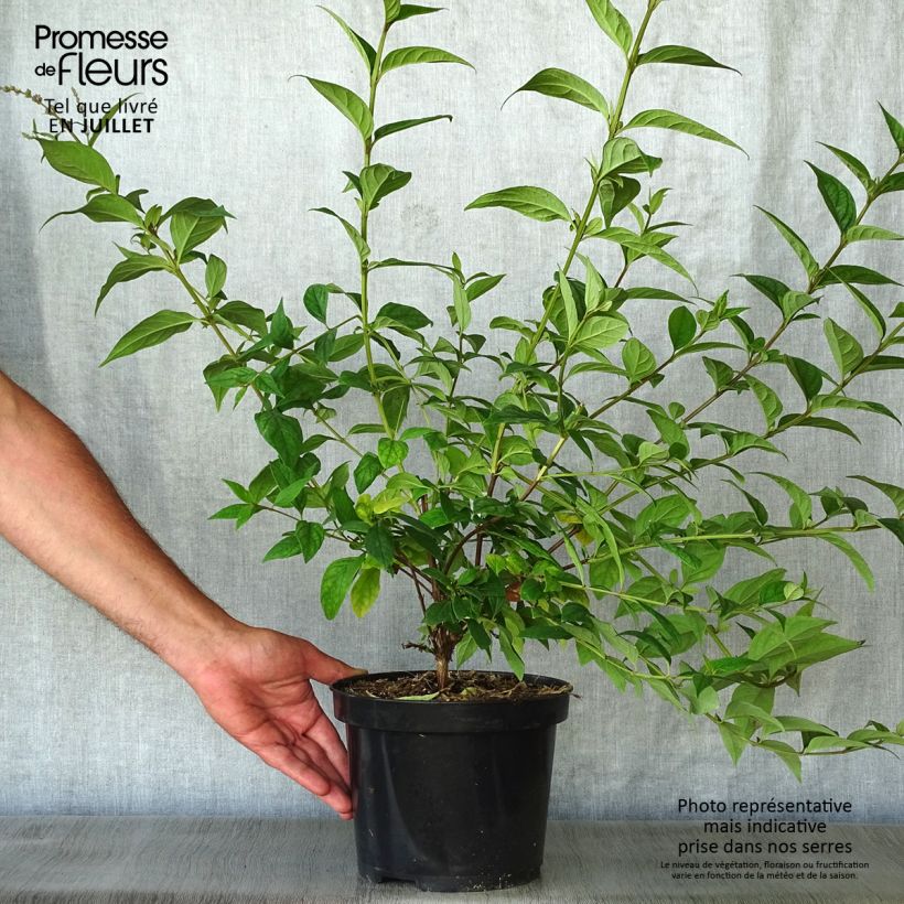 Exemplar von Buddleja lindleyana - Lindleys Sommerflieder Topf mit 4L/5L wie im Sommer geliefert