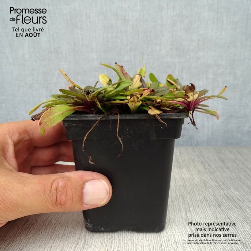 Exemplar von Ajuga reptans Atropurpurea - Kriechender Günsel Kleine Töpfe von 7/8 cm wie im Sommer geliefert