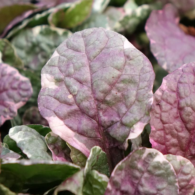 Ajuga reptans Burgundy Glow - Kriechender Günsel (Blüte)