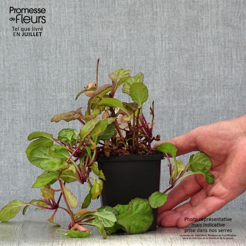 Exemplar von Ajuga reptans Catlin's Giant - Kriechender Günsel Kleine Töpfe von 8/9 cm wie im Sommer geliefert