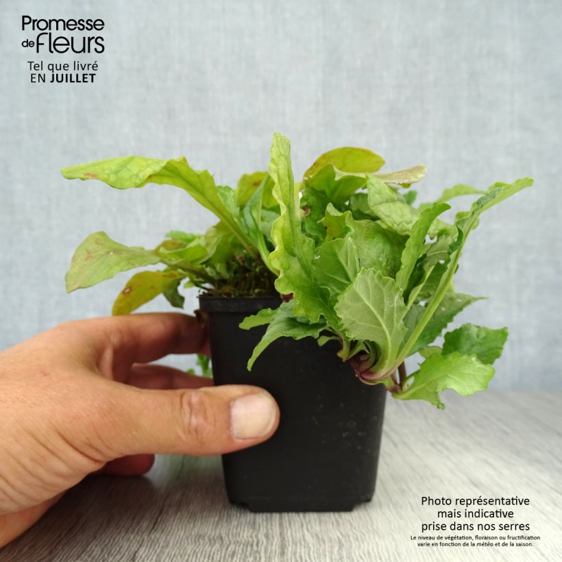 Exemplar von Ajuga reptans - Kriechender Günsel Kleine Töpfe von 8/9 cm wie im Sommer geliefert