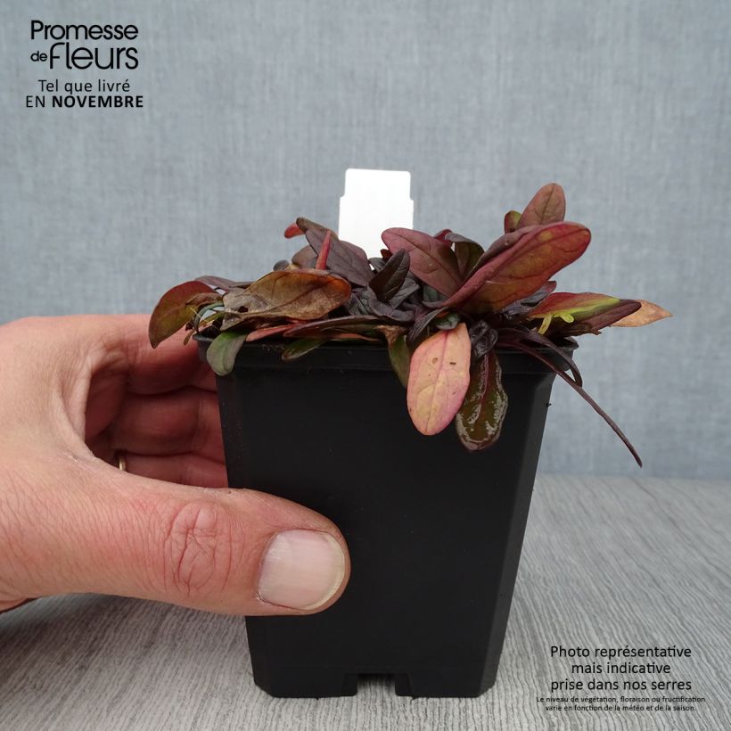 Exemplar von Ajuga Chocolate Chip - Kriechender Günsel Kleine Töpfe von 8/9 cm wie im Herbst geliefert