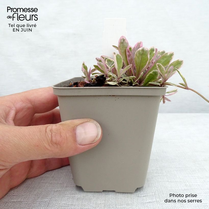 Exemplar von Ajuga Princess Nadia - Kriechender Günsel Kleine Töpfe von 8/9 cm wie im Sommer geliefert