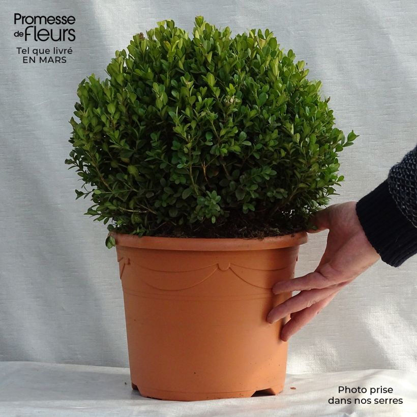 Exemplar von Buxus microphylla Faulkner - Kleinblättriger Buchsbaum Topf mit 7,5L/10L wie im Frühjahr geliefert