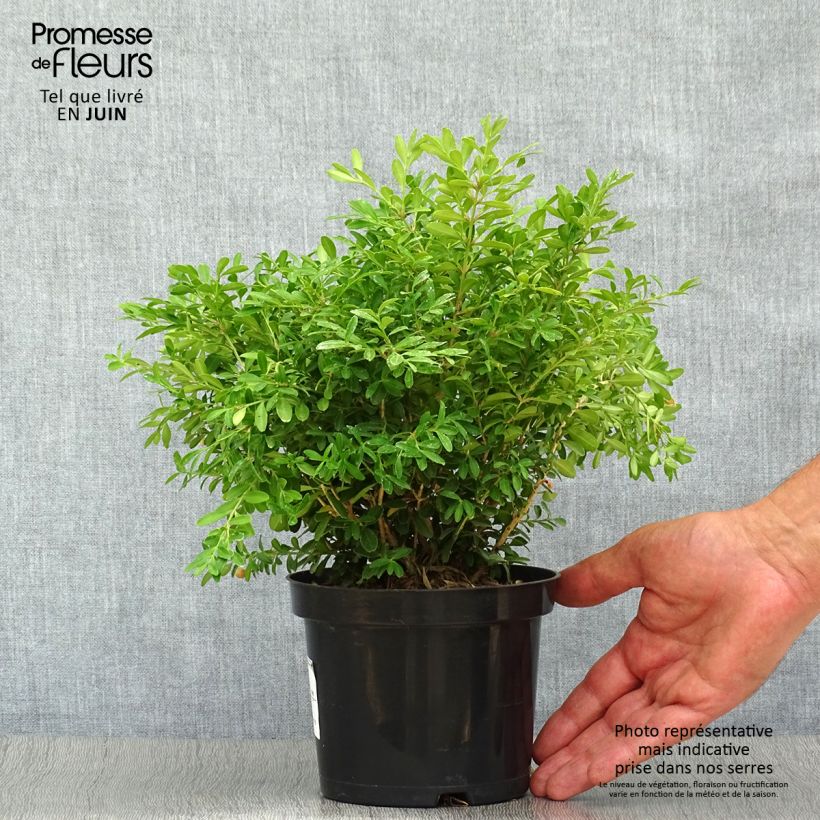 Exemplar von Buxus microphylla Rococo - Kleinblättriger Buchsbaum Topf mit 3L/4L wie im Sommer geliefert