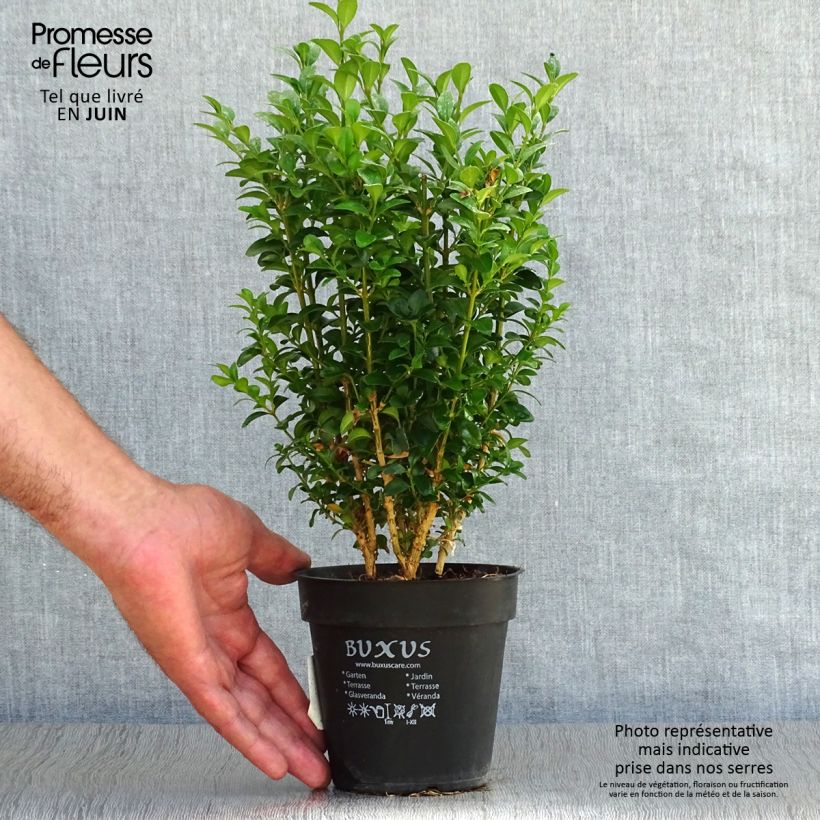 Exemplar von Buxus sempervirens - Buschbaum Topf 12 cm / 13 cm wie im Sommer geliefert