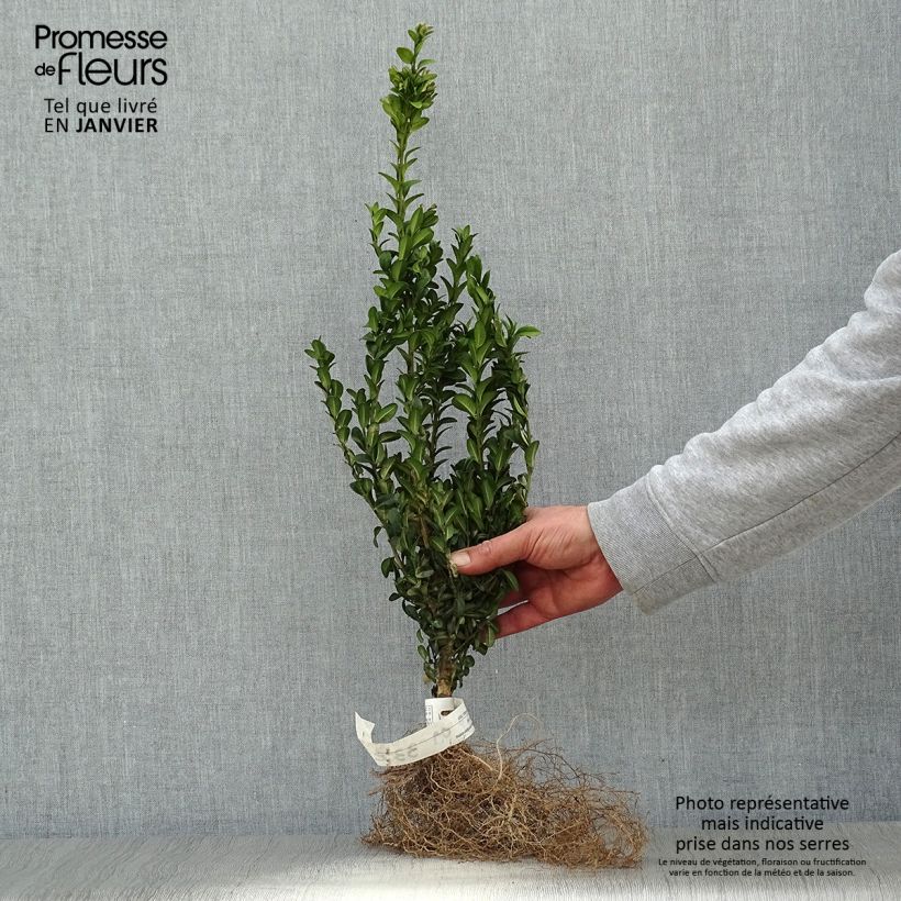 Exemplar von Buxus sempervirens - Buschbaum Wurzelnackt wie im Winter geliefert