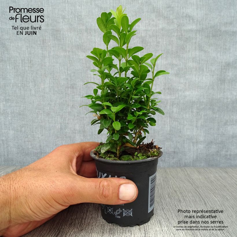 Exemplar von Buxus sempervirens - Buschbaum Kleine Töpfe von 8/9 cm wie im Sommer geliefert