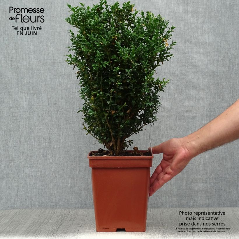 Exemplar von Buxus sempervirens - Buschbaum Plug wie im Sommer geliefert