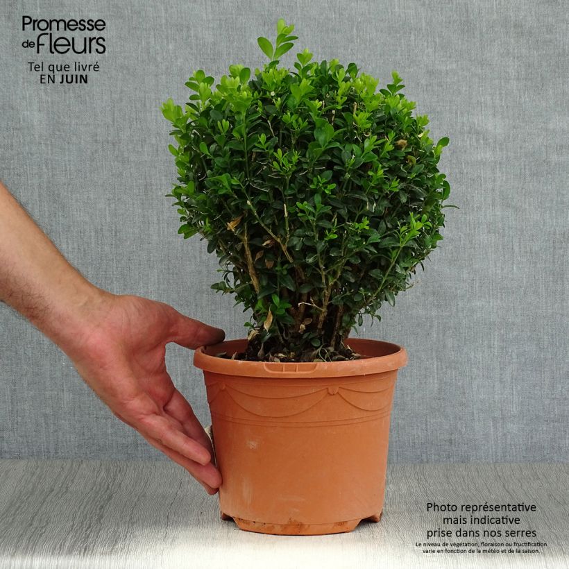 Exemplar von Buxus sempervirens - Kugelbuchsbaum Topf mit 2L/3L wie im Sommer geliefert