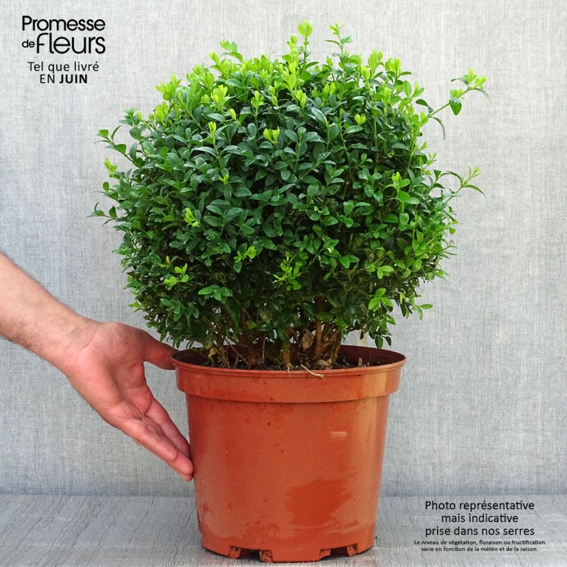 Exemplar von Buxus sempervirens - Kugelbuchsbaum Topf mit 7,5L/10L wie im Sommer geliefert