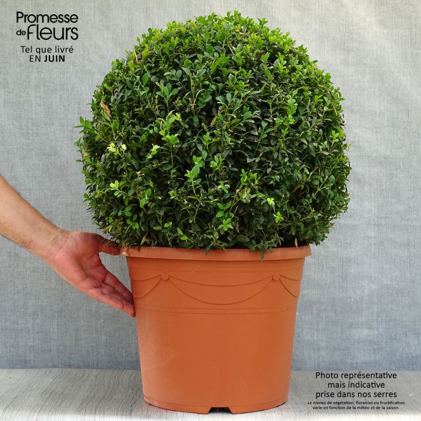 Exemplar von Buxus sempervirens - Kugelbuchsbaum Topf mit 20L/25L wie im Sommer geliefert