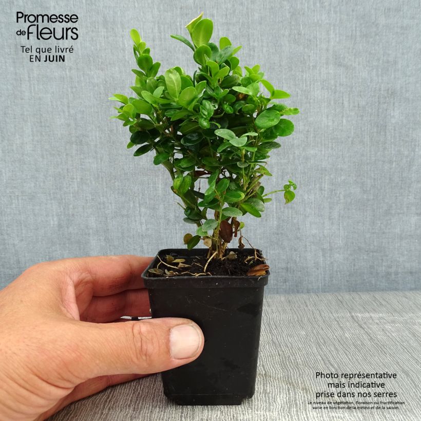 Exemplar von Buxus sempervirens Suffruticosa - Buschbaum Kleine Töpfe von 8/9 cm wie im Sommer geliefert