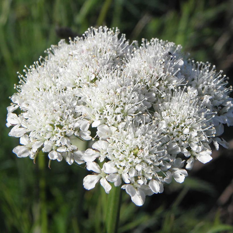 Bunium bulbocastanum - Knollenkümmel (Blüte)