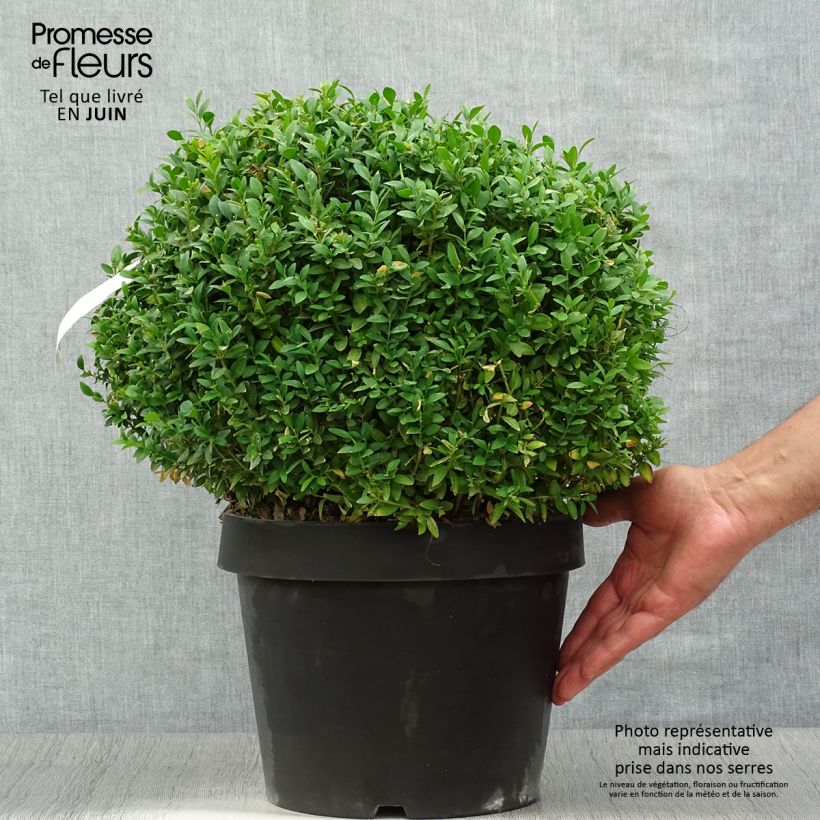 Exemplar von Buxus sempervirens Arborescent - Buschbaum Topf mit 7,5L/10L wie im Sommer geliefert