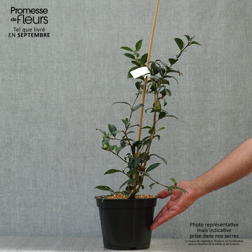Exemplar von Camellia sasanqua Stars'n Stripes - Herbstblühende Kamelie Topf mit 4L/5L wie im Herbst geliefert