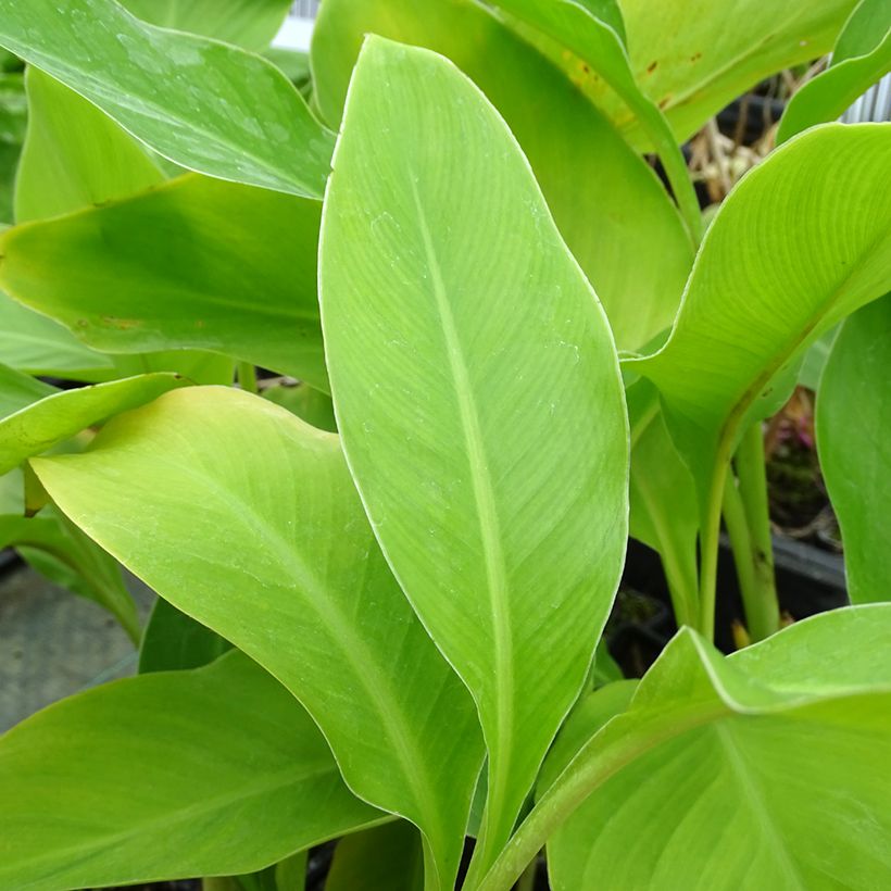 Canna edulis - Blumenrohr (Laub)