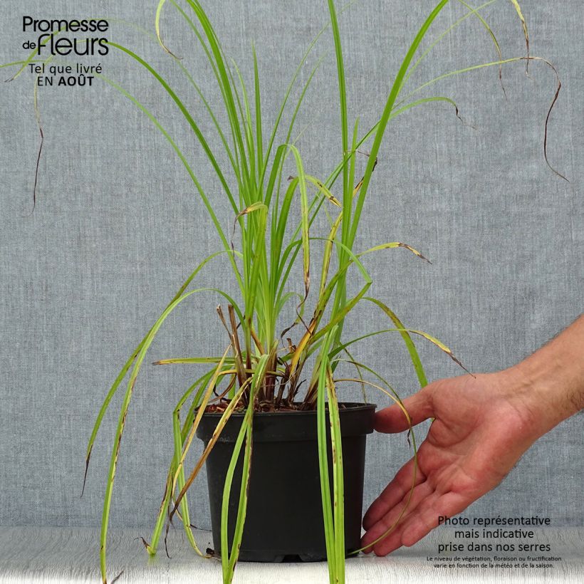 Exemplar von Carex grayi - Morgenstern-Segge Topf mit 2L/3L wie im Sommer geliefert