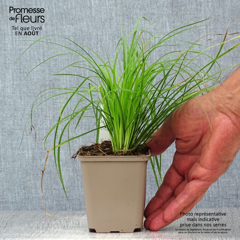 Exemplar von Carex montana - Berg-Segge Kleine Töpfe von 8/9 cm wie im Sommer geliefert
