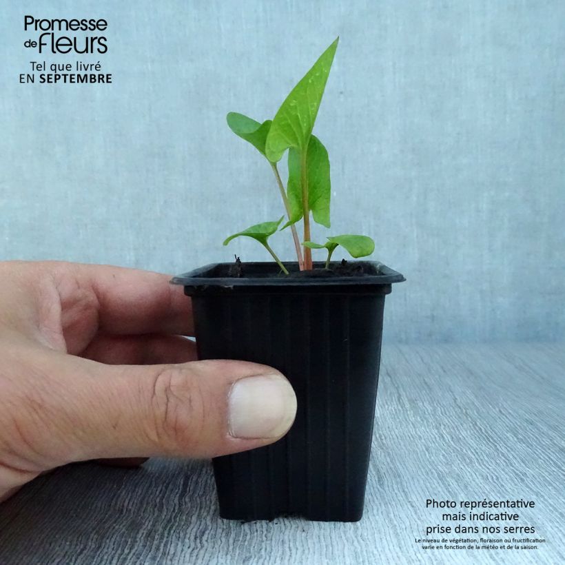 Exemplar von Guter Heinrich - Chenopodium bonus-henricus bio Kleine Töpfe von 8/9 cm wie im Herbst geliefert