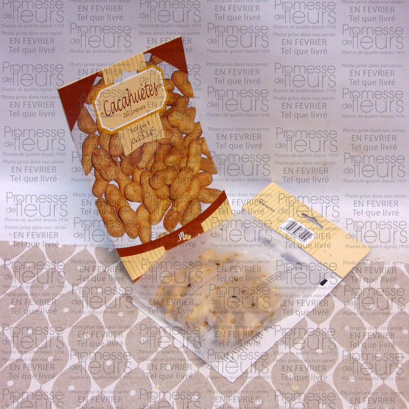 Beispiel eines Exemplars von Erdnuss - Arachis hypogaea die Tüte mit 20 Samen wie geliefert