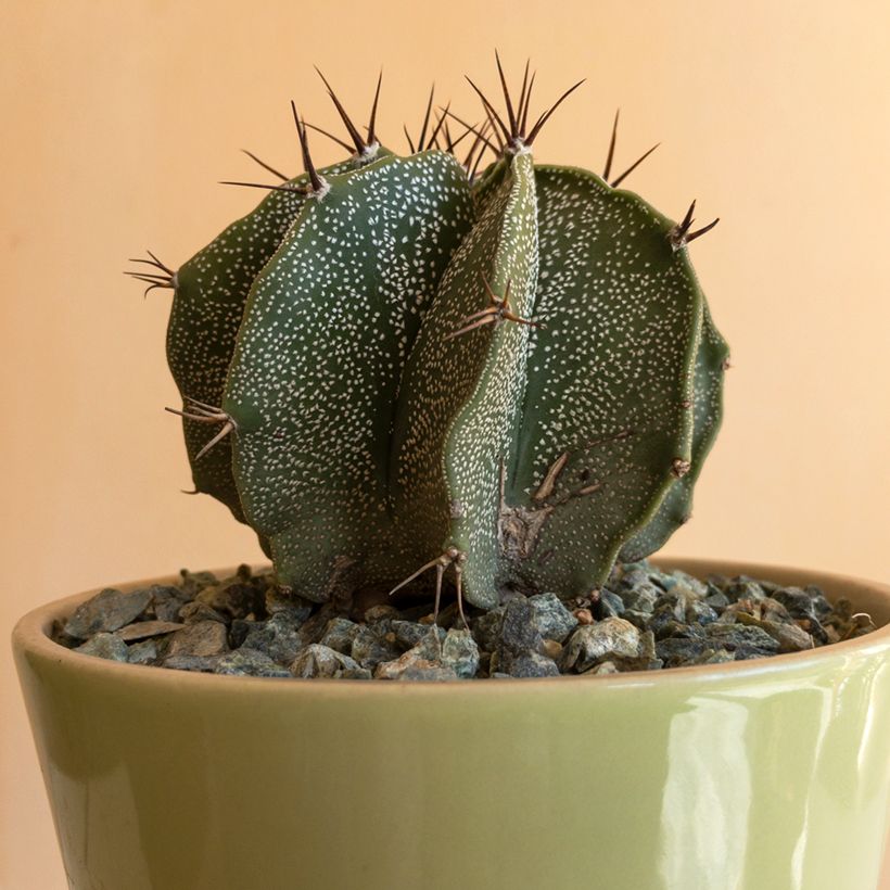 Kaktus - Astrophytum ornatum (Laub)