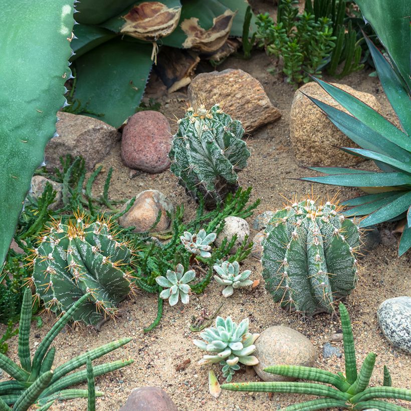 Kaktus - Astrophytum ornatum (Hafen)