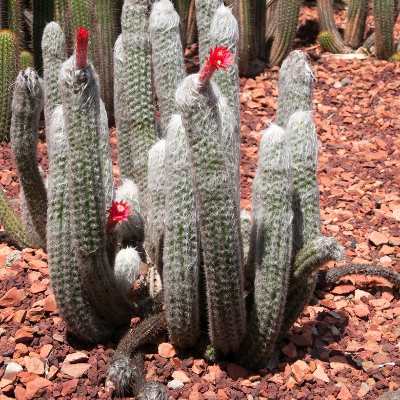 Cleistocactus strausii - Silberkerzenkaktus (Hafen)