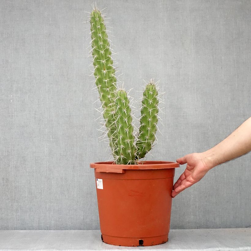 Exemplar von Cactus - Harrisia tetracantha - Pot de 12L/15L wie im Frühjahr geliefert