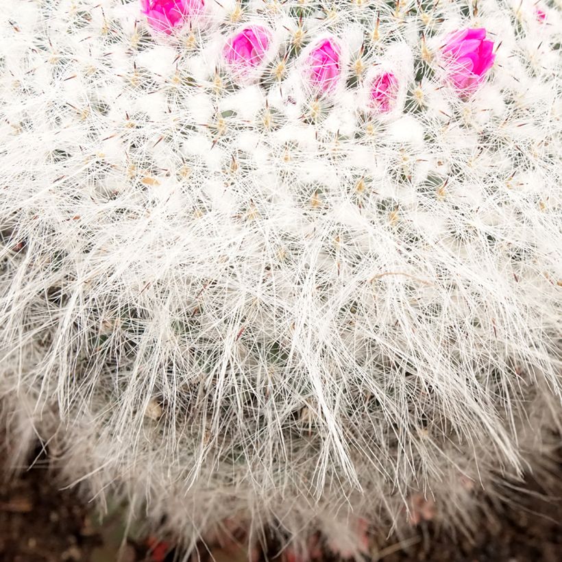 Kaktus - Mammillaria hahniana (Laub)